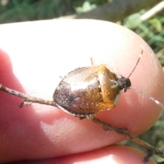 Monteithiella humeralis (Pittosporum shield bug) at Emu Creek - 25 Feb 2024 by JohnGiacon
