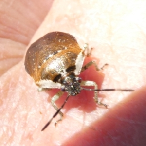 Monteithiella humeralis at Emu Creek Belconnen (ECB) - 25 Feb 2024