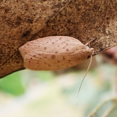 Garrha repandula (a Concealer Moth) at Cook, ACT - 28 Feb 2024 by CathB