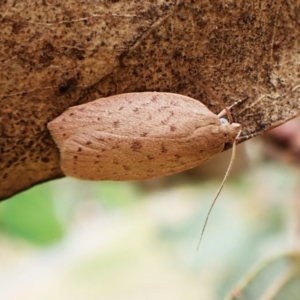 Garrha repandula at Mount Painter - 29 Feb 2024