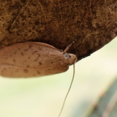 Garrha repandula at Mount Painter - 29 Feb 2024