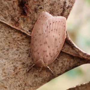 Garrha repandula at Mount Painter - 29 Feb 2024