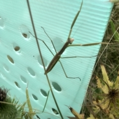 Unidentified Praying mantis (Mantodea) at Cooma, NSW - 29 Feb 2024 by mahargiani