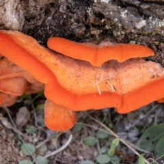 Aurantiporus pulcherrimus (Strawberry bracket) at Namadgi National Park - 28 Feb 2024 by SWishart