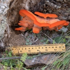 Aurantiporus pulcherrimus at Namadgi National Park - 28 Feb 2024