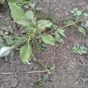 Amaranthus retroflexus at Cooma North Ridge Reserve - 29 Feb 2024 01:59 PM