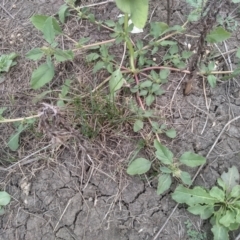 Amaranthus retroflexus at Cooma North Ridge Reserve - 29 Feb 2024