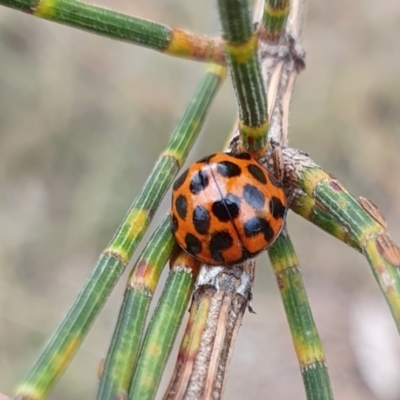 Harmonia conformis (Common Spotted Ladybird) at Yass River, NSW - 29 Feb 2024 by SenexRugosus