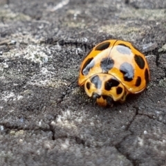 Harmonia conformis at Rugosa - 29 Feb 2024 11:55 AM