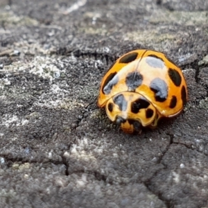 Harmonia conformis at Rugosa - 29 Feb 2024 11:55 AM