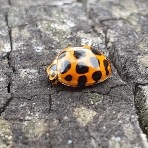 Harmonia conformis at Rugosa - 29 Feb 2024 11:55 AM