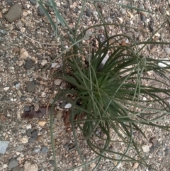 Asphodelus fistulosus (Onion Weed) at Cooma North Ridge Reserve - 29 Feb 2024 by mahargiani