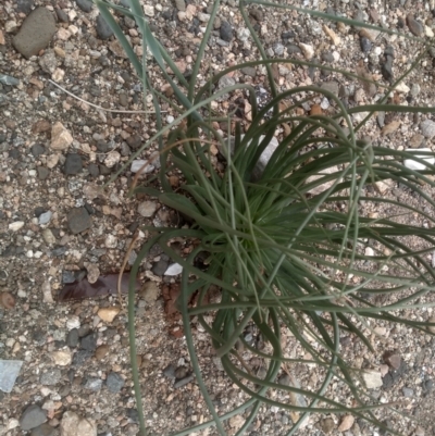 Asphodelus fistulosus (Onion Weed) at Cooma, NSW - 29 Feb 2024 by mahargiani