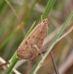 Achyra affinitalis (Cotton Web Spinner, Pyraustinae) at Mount Painter - 29 Feb 2024 by CathB