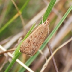 Achyra affinitalis at Mount Painter - 29 Feb 2024