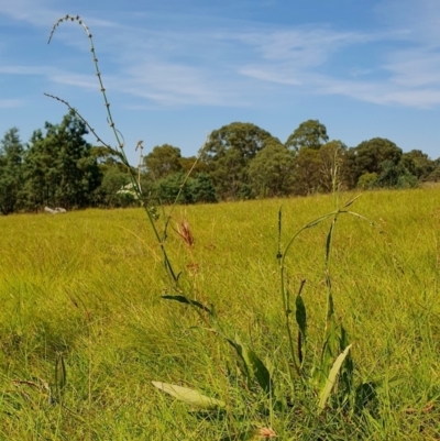 Rumex brownii (Slender Dock) at Rugosa - 28 Feb 2024 by SenexRugosus