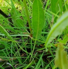 Rumex brownii at Rugosa - 28 Feb 2024 11:27 AM