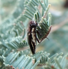 Agrilus hypoleucus (Hypoleucus jewel beetle) at Mount Painter - 28 Feb 2024 by CathB