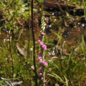 Spiranthes australis at Namadgi National Park - suppressed