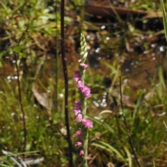 Spiranthes australis (Austral Ladies Tresses) at Cotter River, ACT - 28 Feb 2024 by JohnBundock