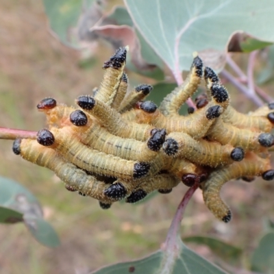 Pseudoperga sp. (genus) (Sawfly, Spitfire) at Mount Painter - 29 Feb 2024 by CathB