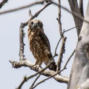 Ninox boobook at Namadgi National Park - 28 Feb 2024 12:46 PM