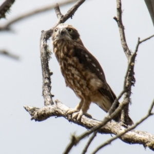 Ninox boobook at Namadgi National Park - 28 Feb 2024 12:46 PM