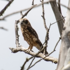 Ninox boobook at Namadgi National Park - 28 Feb 2024 12:46 PM