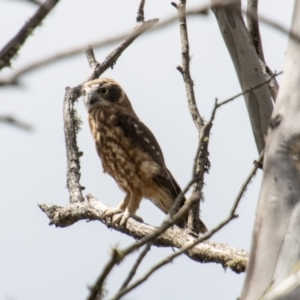 Ninox boobook at Namadgi National Park - 28 Feb 2024 12:46 PM