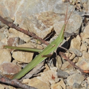 Acrida conica at Namadgi National Park - 28 Feb 2024 10:39 AM