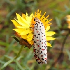 Utetheisa pulchelloides (Heliotrope Moth) at Mount Painter - 29 Feb 2024 by CathB