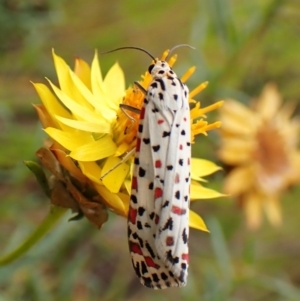 Utetheisa pulchelloides at Mount Painter - 29 Feb 2024