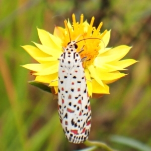 Utetheisa pulchelloides at Mount Painter - 29 Feb 2024