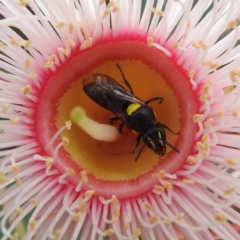 Hylaeus (Hylaeorhiza) nubilosus (A yellow-spotted masked bee) at ANBG - 27 Feb 2024 by HelenCross