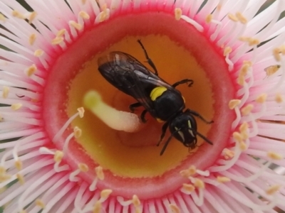 Hylaeus (Hylaeorhiza) nubilosus (A yellow-spotted masked bee) at ANBG - 27 Feb 2024 by HelenCross