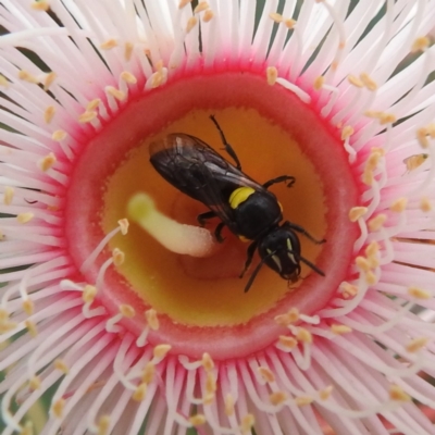 Hylaeus (Hylaeorhiza) nubilosus (A yellow-spotted masked bee) at ANBG - 27 Feb 2024 by HelenCross