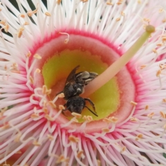 Lipotriches sp. (genus) (Halictid bee) at Acton, ACT - 27 Feb 2024 by HelenCross