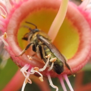 Leioproctus sp. (genus) at ANBG - 27 Feb 2024