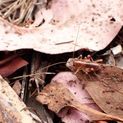 Gryllacrididae (family) (Wood, Raspy or Leaf Rolling Cricket) at Mount Painter - 29 Feb 2024 by CathB