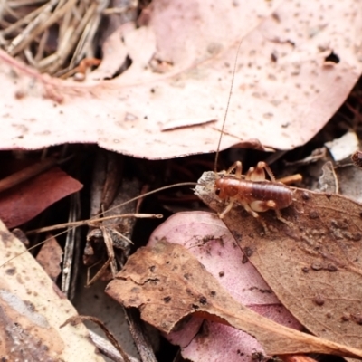Gryllacrididae sp. (family) (Wood, Raspy or Leaf Rolling Cricket) at Mount Painter - 29 Feb 2024 by CathB