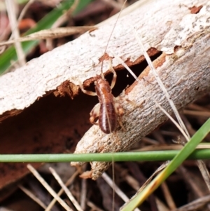 Gryllacrididae sp. (family) at Mount Painter - 29 Feb 2024