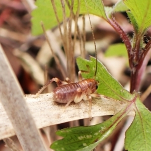 Gryllacrididae sp. (family) at Mount Painter - 29 Feb 2024