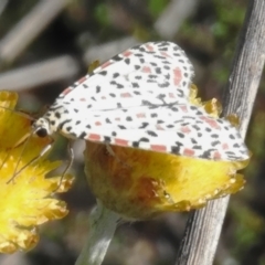 Utetheisa lotrix (Crotalaria Moth) at Namadgi National Park - 27 Feb 2024 by JohnBundock