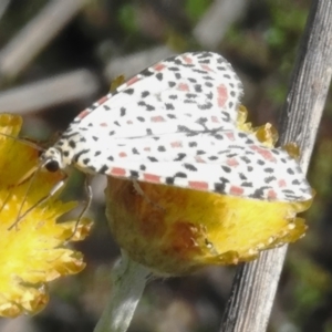 Utetheisa lotrix at Namadgi National Park - 28 Feb 2024