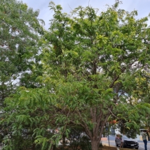 Gleditsia triacanthos at Phillip, ACT - 29 Feb 2024 11:44 AM