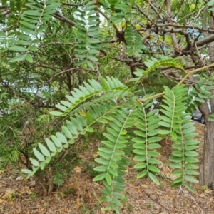 Gleditsia triacanthos at Phillip, ACT - 29 Feb 2024 11:44 AM