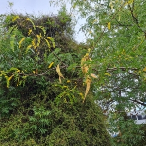 Gleditsia triacanthos at Phillip, ACT - 29 Feb 2024 11:44 AM