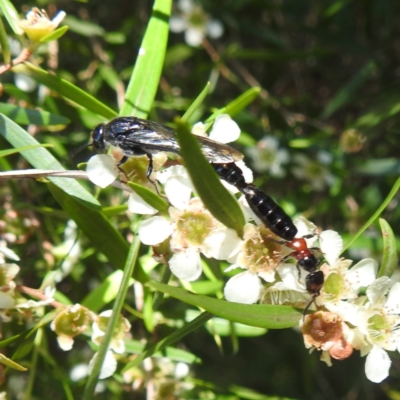 Rhagigaster ephippiger (Smooth flower wasp) at ANBG - 28 Feb 2024 by HelenCross