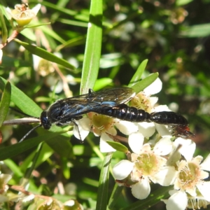 Rhagigaster ephippiger at ANBG - 28 Feb 2024