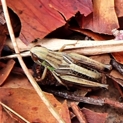 Praxibulus sp. (genus) (A grasshopper) at Mount Painter - 29 Feb 2024 by CathB